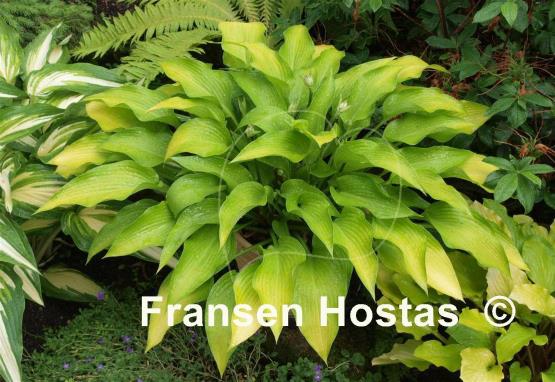 Hosta Bohemia Desert Border